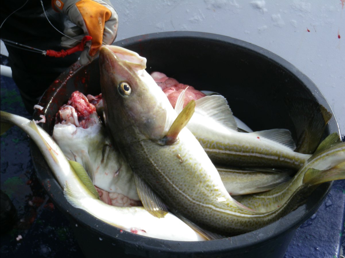 Cod Fishing35